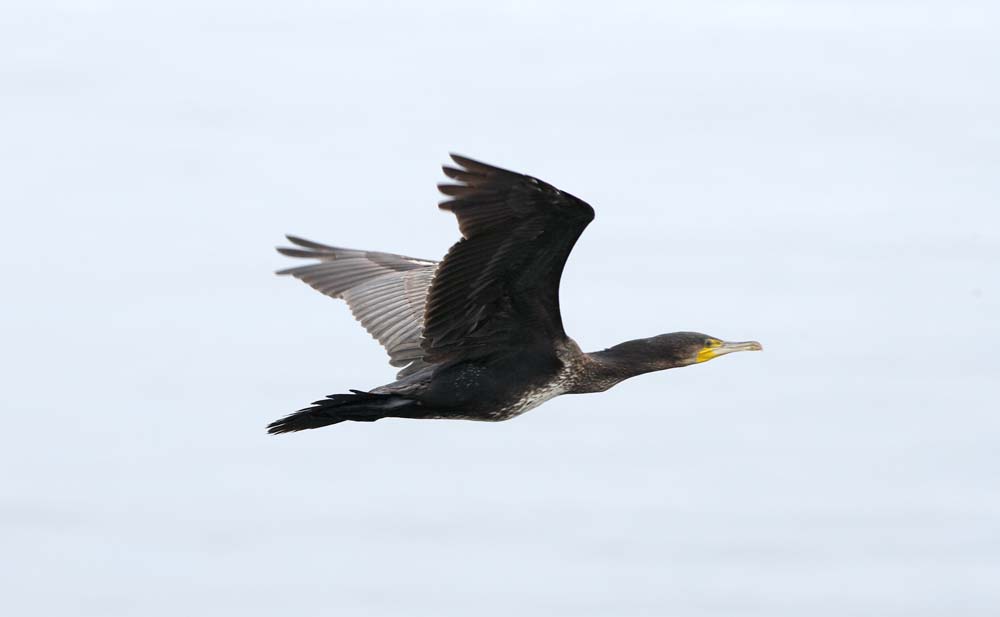 , , , , ,  .,cormorant, , cormorant, ,  