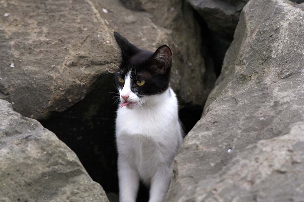 Foto, materieel, vrij, landschap, schilderstuk, bevoorraden foto,Een tong van een kat, Kat, , , 