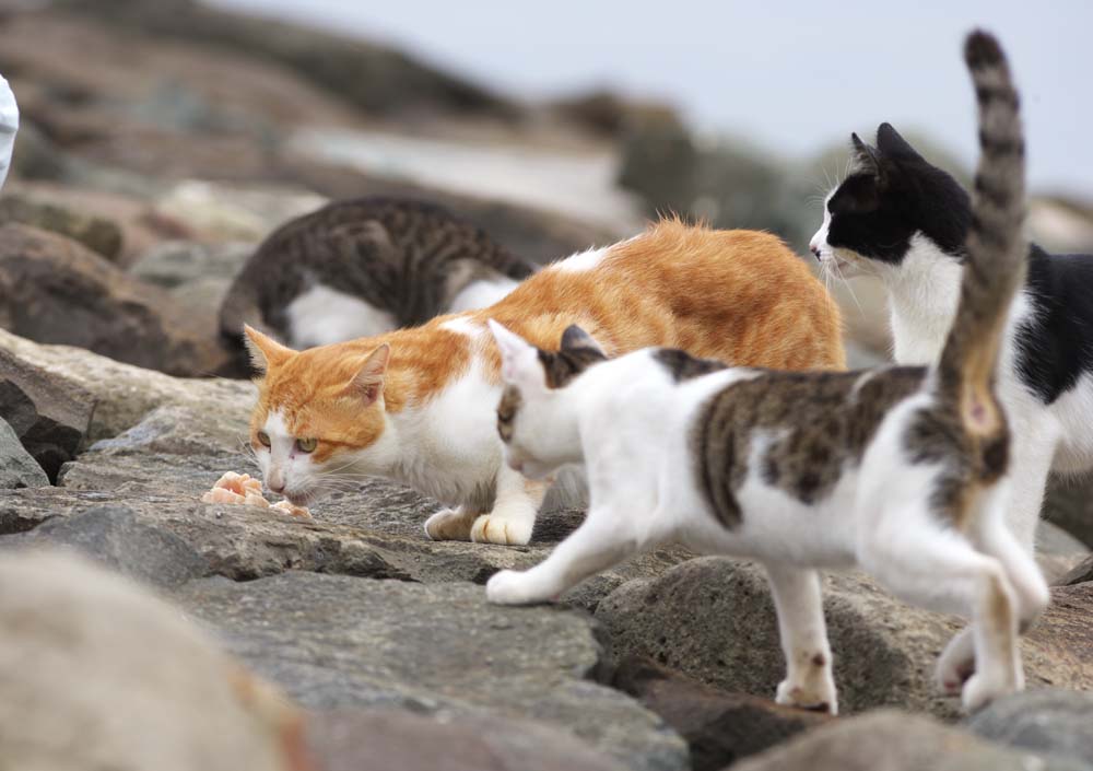 ゆんフリー写真素材集 No 37 群がる猫 日本 東京