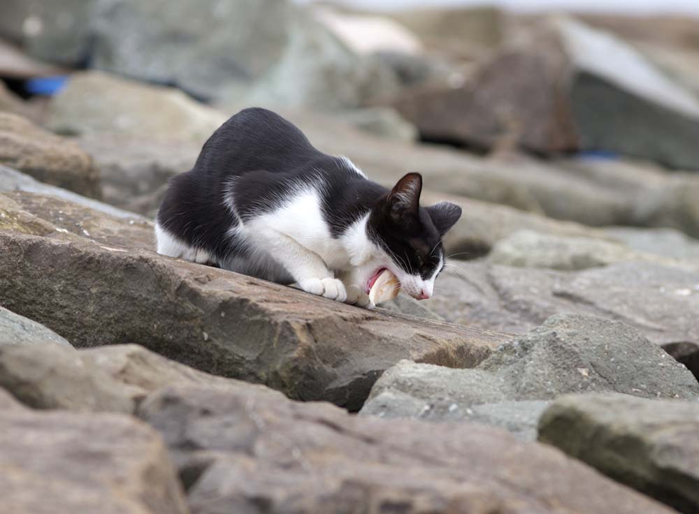 Foto, materieel, vrij, landschap, schilderstuk, bevoorraden foto,Maaltijd van een kat, Kat, , , 