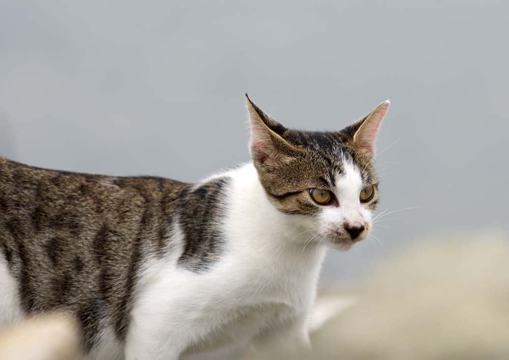 fotografia, materiale, libero il panorama, dipinga, fotografia di scorta,Gatto fresco, gatto, , , 