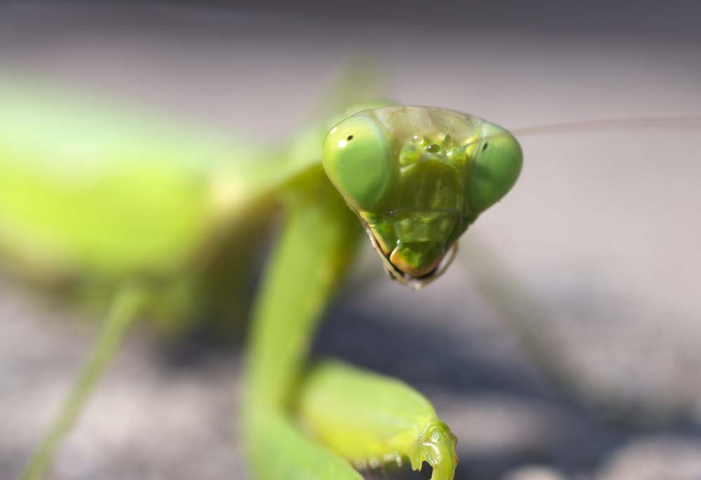 foto,tela,gratis,paisaje,fotografa,idea,Una pose de una mantis religiosa, Mantis religiosa, , , Barrena de Cami