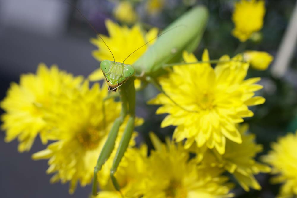 Foto, materieel, vrij, landschap, schilderstuk, bevoorraden foto,Een mantis, Mantis, , , Cami fret