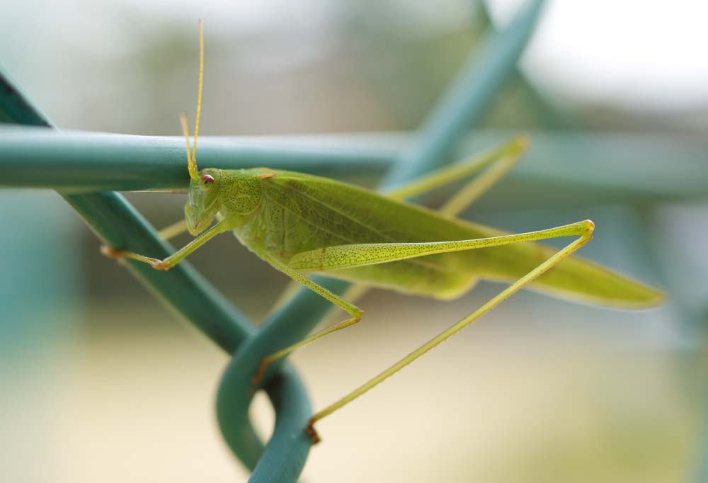 photo,material,free,landscape,picture,stock photo,Creative Commons,A grasshopper, soup insect, grasshopper, Green, An insect