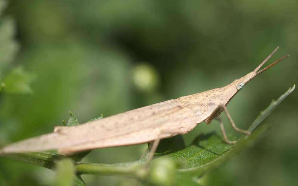 photo, la matire, libre, amnage, dcrivez, photo de la rserve,Une sauterelle sur le dos, sauterelle sur le dos, sauterelle, Marron, Un insecte