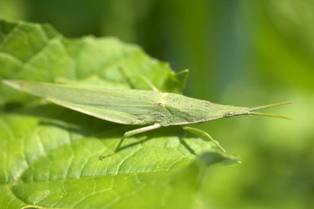 photo,material,free,landscape,picture,stock photo,Creative Commons,A piggyback grasshopper, piggyback grasshopper, grasshopper, Green, An insect