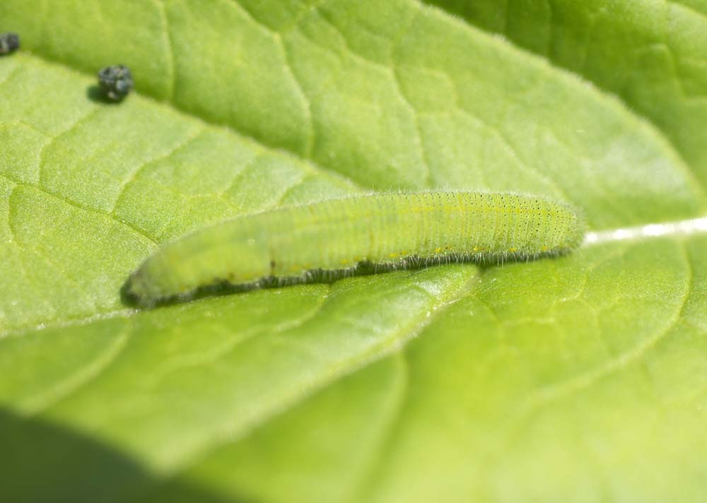 Foto, materiell, befreit, Landschaft, Bild, hat Foto auf Lager,Cabbageworm, Ich bin blauer und, Cabbageworm, grne Raupe, Larve