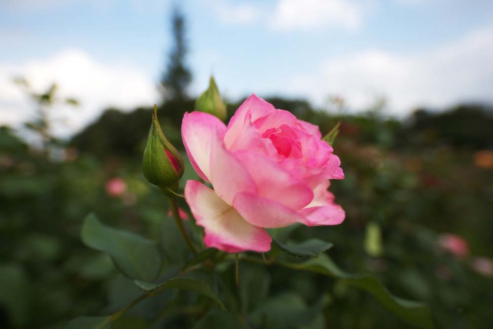 foto,tela,gratis,paisaje,fotografa,idea,Timidez de una rosa, Rosa, , , Rosado