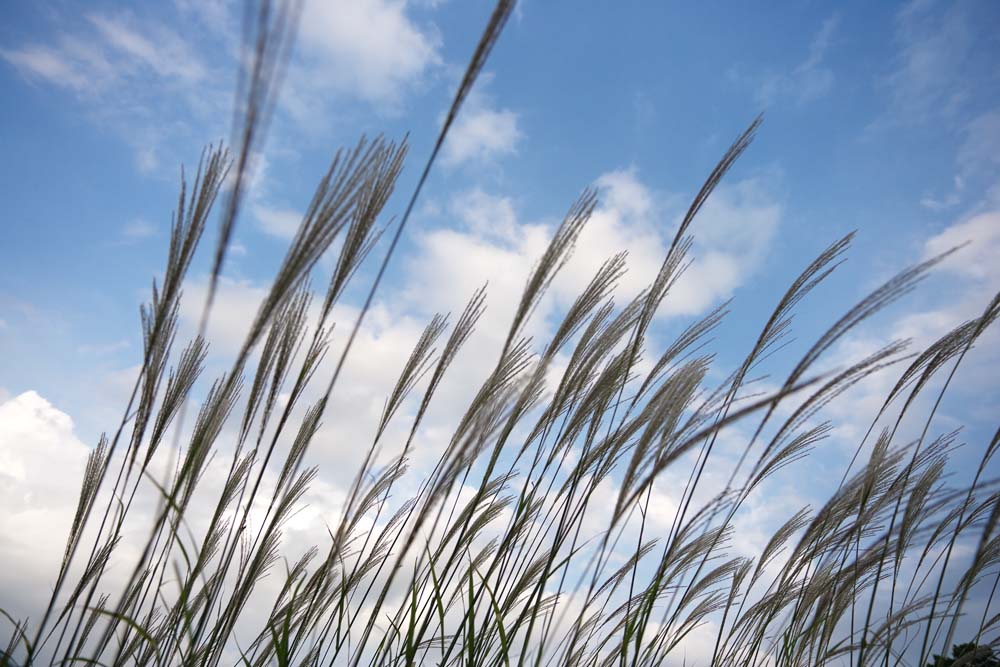 fotografia, material, livra, ajardine, imagine, proveja fotografia,Uma grama de pampas japonesa e um cu azul, Grama de pampas japonesa, , , 