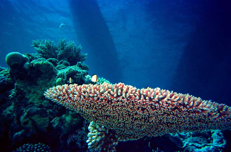 photo,material,free,landscape,picture,stock photo,Creative Commons,Shelf of coral, sea, coral, fish, 