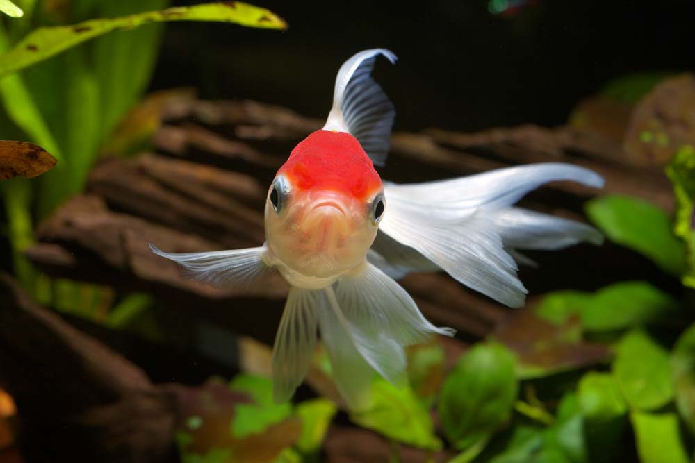 foto,tela,gratis,paisaje,fotografa,idea,Medio de una gra blanca con una cima roja, Aleta, Peces dorados, Un pez de admiracin, Rojo y blanco