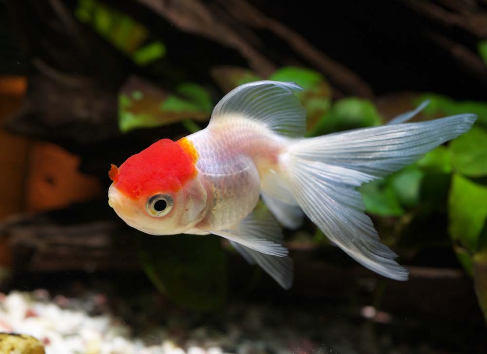 Foto, materiell, befreit, Landschaft, Bild, hat Foto auf Lager,Mittel eines weien Kranes fr eine rote Haube, Flosse, Goldfisch, Ein Bewunderungsfisch, Rot und wei