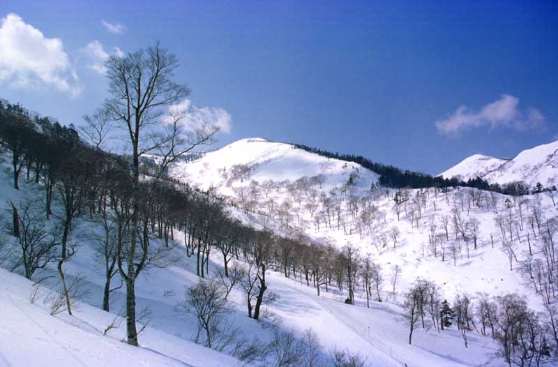 Foto, materiell, befreit, Landschaft, Bild, hat Foto auf Lager,Schneefeld, Schnee, Berg, Baum, 