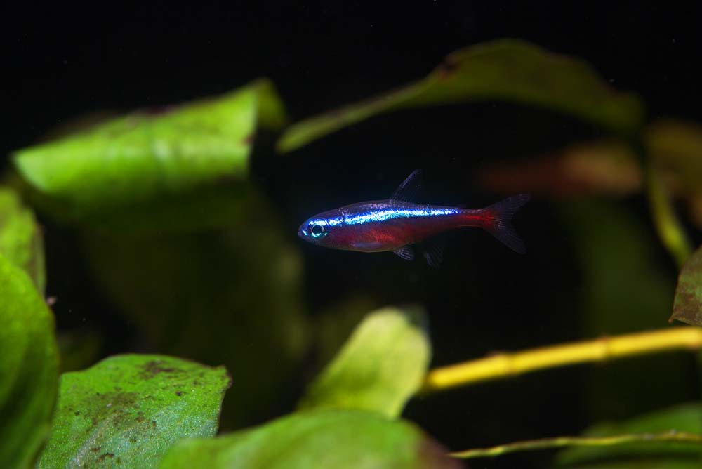 fotografia, materiale, libero il panorama, dipinga, fotografia di scorta,Un neon tetra, Pesce tropicale, Un pesce di ammirazione, Blu, Rosso