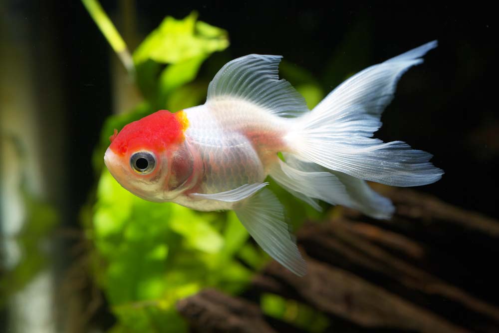 foto,tela,gratis,paisaje,fotografa,idea,Medio de una gra blanca con una cima roja, Aleta, Peces dorados, Un pez de admiracin, Rojo y blanco