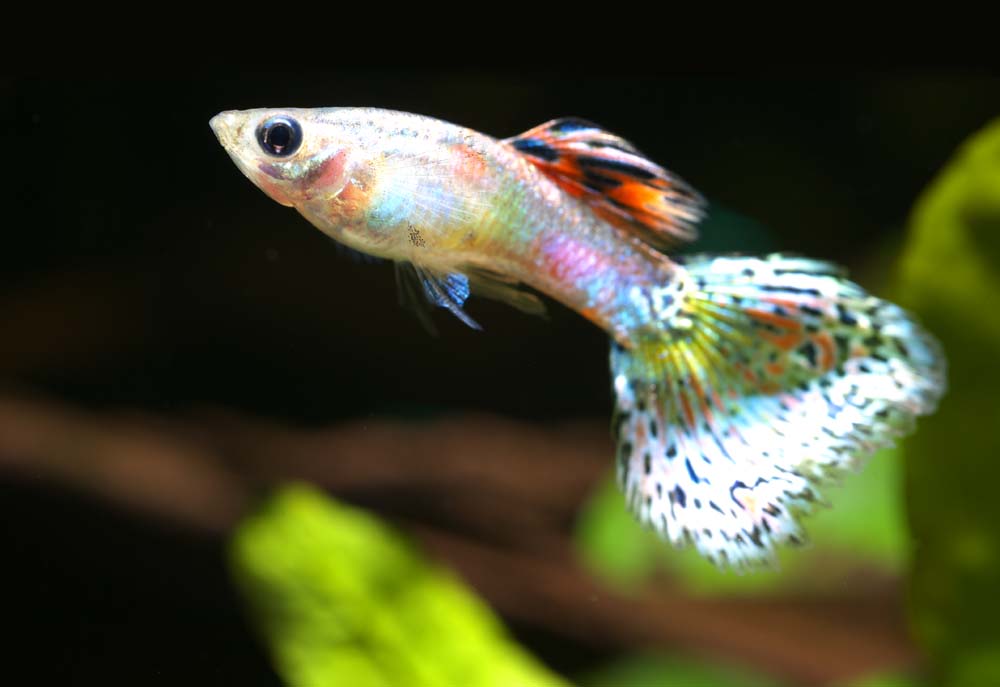 fotografia, materiale, libero il panorama, dipinga, fotografia di scorta,Un guppy, Pesce tropicale, Un pesce di ammirazione, Blu, Rosso