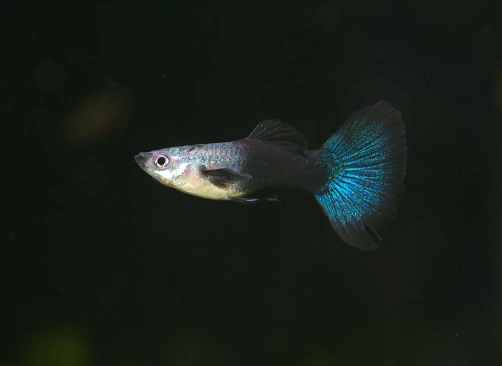 Foto, materiell, befreit, Landschaft, Bild, hat Foto auf Lager,Ein Guppy, Tropischer Fisch, Ein Bewunderungsfisch, Schwarzer, Blau