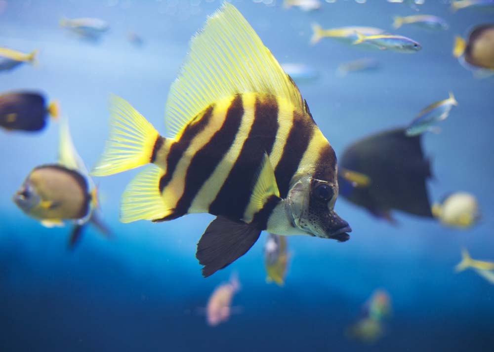 photo, la matire, libre, amnage, dcrivez, photo de la rserve,Poisson tropique, Nager, Poisson tropique, Noir, Jaune