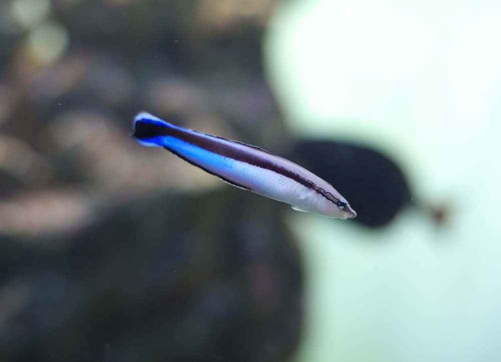 Foto, materiell, befreit, Landschaft, Bild, hat Foto auf Lager,Ein falscher Schwarzer sumt gunnel, Das Schwimmen, Tropischer Fisch, Blau, Linie