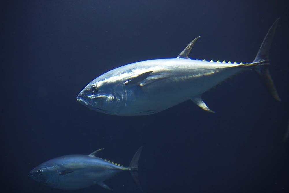 photo,material,free,landscape,picture,stock photo,Creative Commons,A tuna, Swimming, tuna, Tuna, 