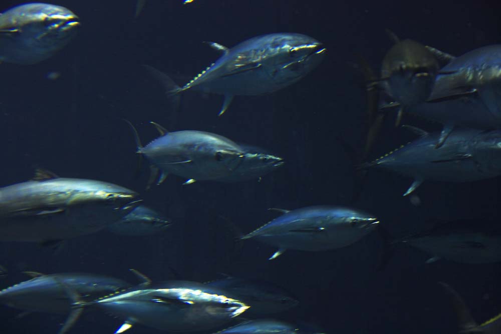 photo,material,free,landscape,picture,stock photo,Creative Commons,A school of tunas, Swimming, tuna, Tuna, 