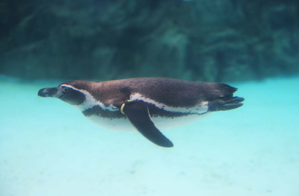 fotografia, materiale, libero il panorama, dipinga, fotografia di scorta,Un volo subacqueo, pinguino, , , 