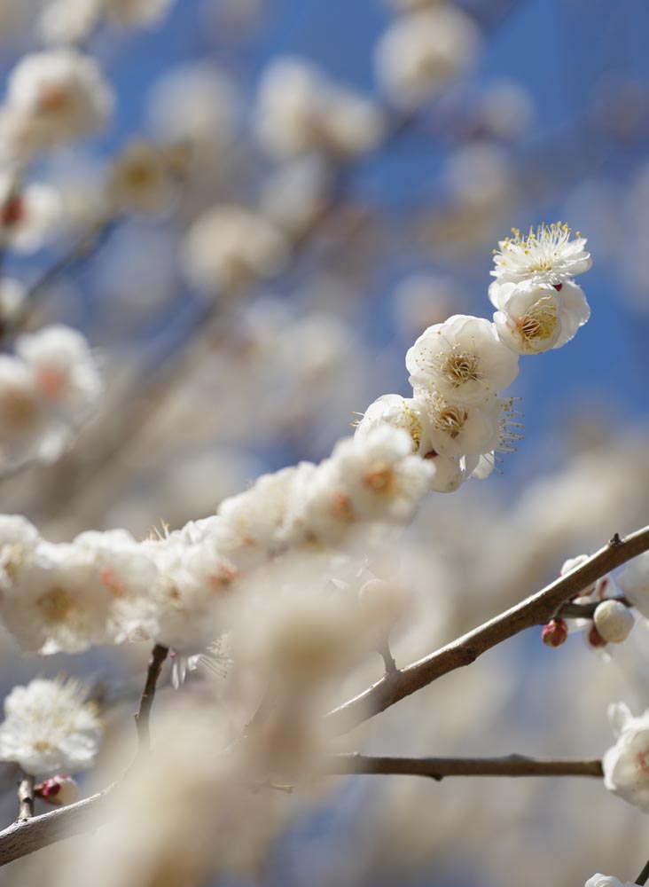 Foto, materiell, befreit, Landschaft, Bild, hat Foto auf Lager,Ein Tanz weier Pflaume blht, Blume einer Pflaume, weie Blume, Zweig, blauer Himmel