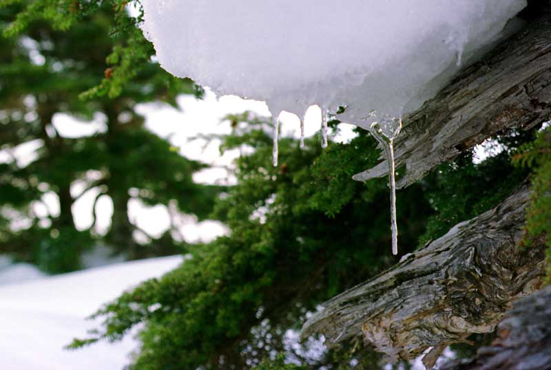 photo,material,free,landscape,picture,stock photo,Creative Commons,Beginning of the thaw, snow, ice, tree, 