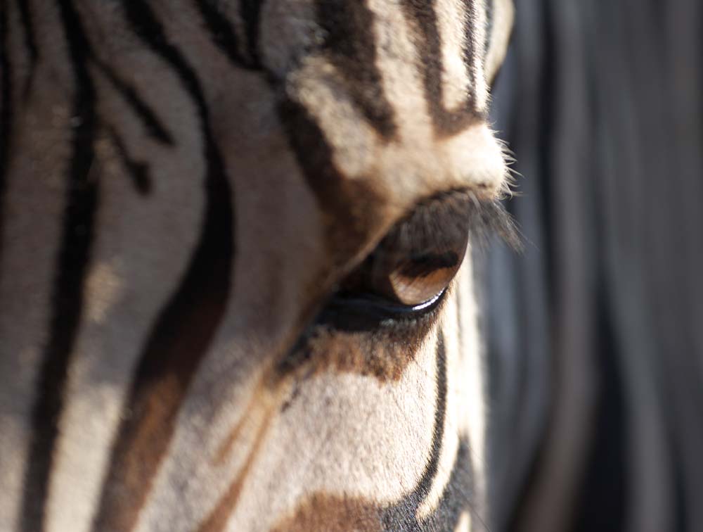 fotografia, materiale, libero il panorama, dipinga, fotografia di scorta,Grande occhio, Un cavallo di isola, zebra, , Occhi