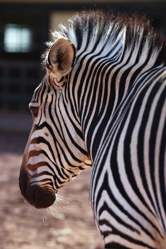 photo, la matire, libre, amnage, dcrivez, photo de la rserve,Un zbre, Un cheval d'le, zbre, , La crinire