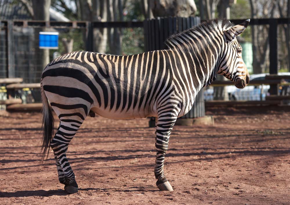 Foto, materiell, befreit, Landschaft, Bild, hat Foto auf Lager,Ein Zebra, Ein Inselpferd, Zebra, , Schwanz