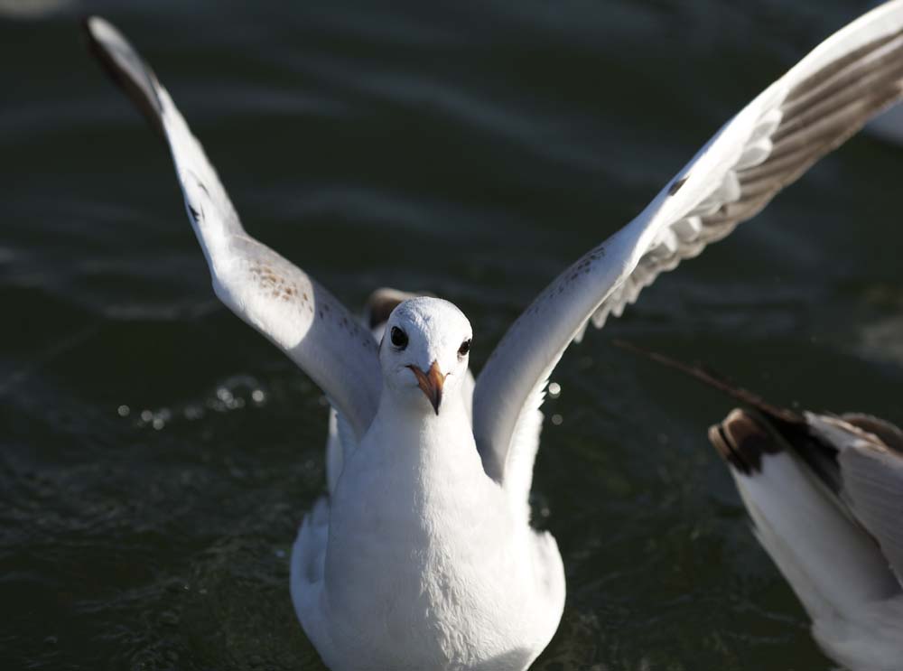 photo, la matire, libre, amnage, dcrivez, photo de la rserve,Au temps de battement, aile, , mouette, plume