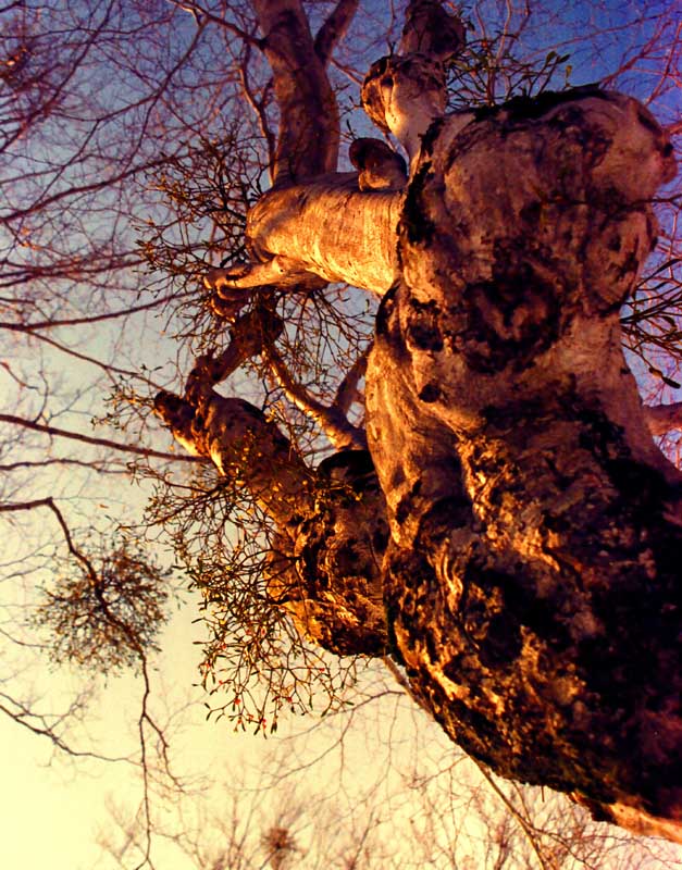 Foto, materiell, befreit, Landschaft, Bild, hat Foto auf Lager,Mistel im Sonnenuntergang, das Setzen von Sonne, Zweig, Baum, 