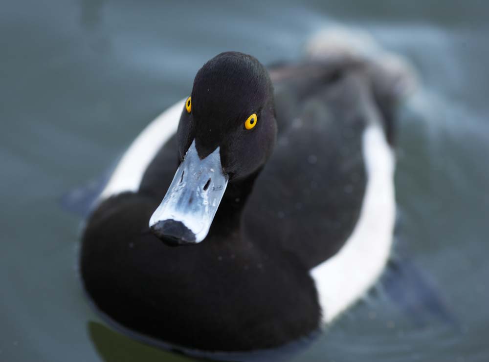 photo, la matire, libre, amnage, dcrivez, photo de la rserve,Un tufted esquive, , canard, , les tufted esquivent