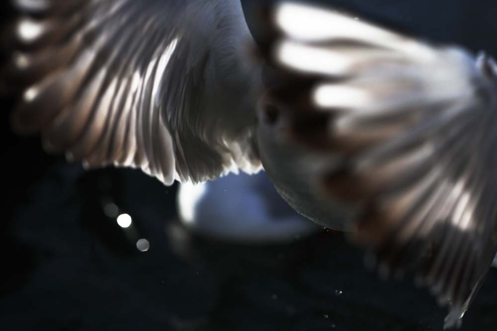 foto,tela,gratis,paisaje,fotografa,idea,Est lleno del viento, Ala, , Gaviota, Pluma