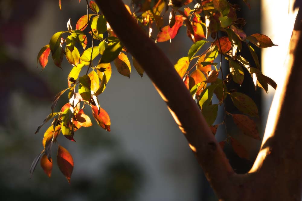 Foto, materiell, befreit, Landschaft, Bild, hat Foto auf Lager,Die farbigen Bltter, die leuchten, Tote Bltter, Rot, Herbstliche Landschaft, Frbte Bltter