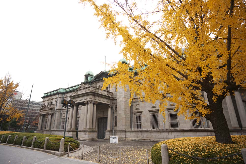photo,material,free,landscape,picture,stock photo,Creative Commons,Bank of Japan Osaka office, ginkgo, Colored leaves, The history, Bank of Japan