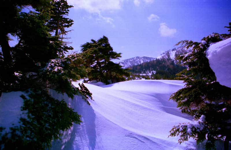 Foto, materieel, vrij, landschap, schilderstuk, bevoorraden foto,Blauwe wereld, Sneeuw, Berg, Boom, 