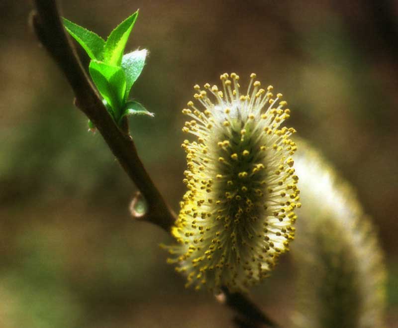 foto,tela,gratis,paisaje,fotografa,idea,Un mensajero de la primavera, abriendo., Sauce blanco, Pngase amarillo, , 