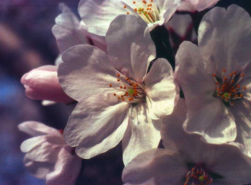 foto,tela,gratis,paisaje,fotografa,idea,Plena floracin., Flor de cerezo, Rosado, , 