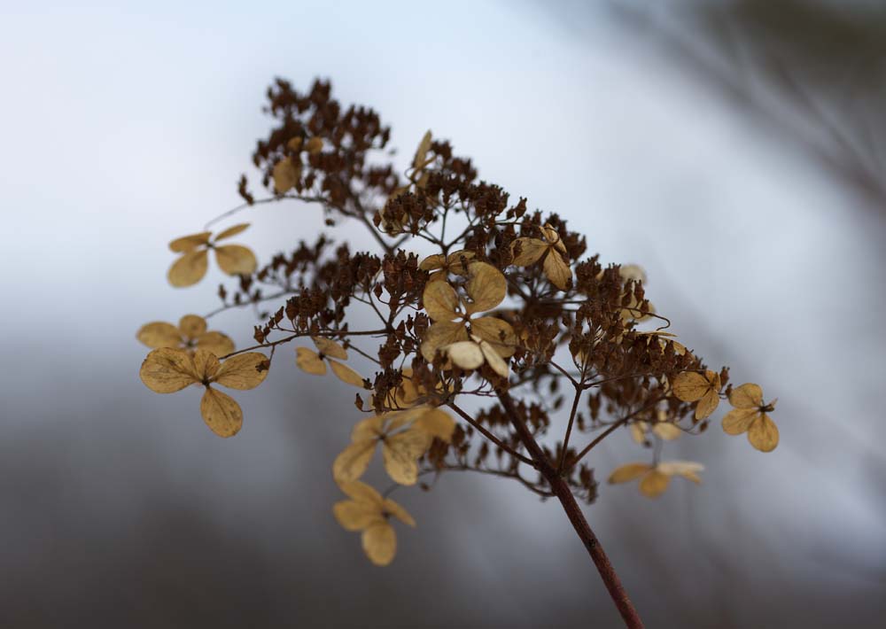 Foto, materieel, vrij, landschap, schilderstuk, bevoorraden foto,Het sterft, en het is een bloem, , Plas, Plas Onuma, Blauwe lucht