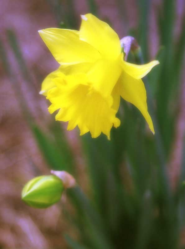 Foto, materieel, vrij, landschap, schilderstuk, bevoorraden foto,Narcis bloem, Narcis, Geel, , 