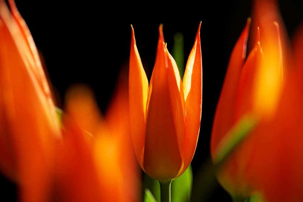 fotografia, materiale, libero il panorama, dipinga, fotografia di scorta,Estate, , tulipano, petalo, In primavera