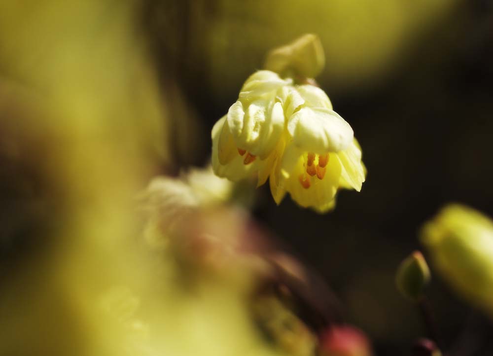 photo,material,free,landscape,picture,stock photo,Creative Commons,Corylopsis panciflora, , Corylopsis panciflora, Yellow, In spring