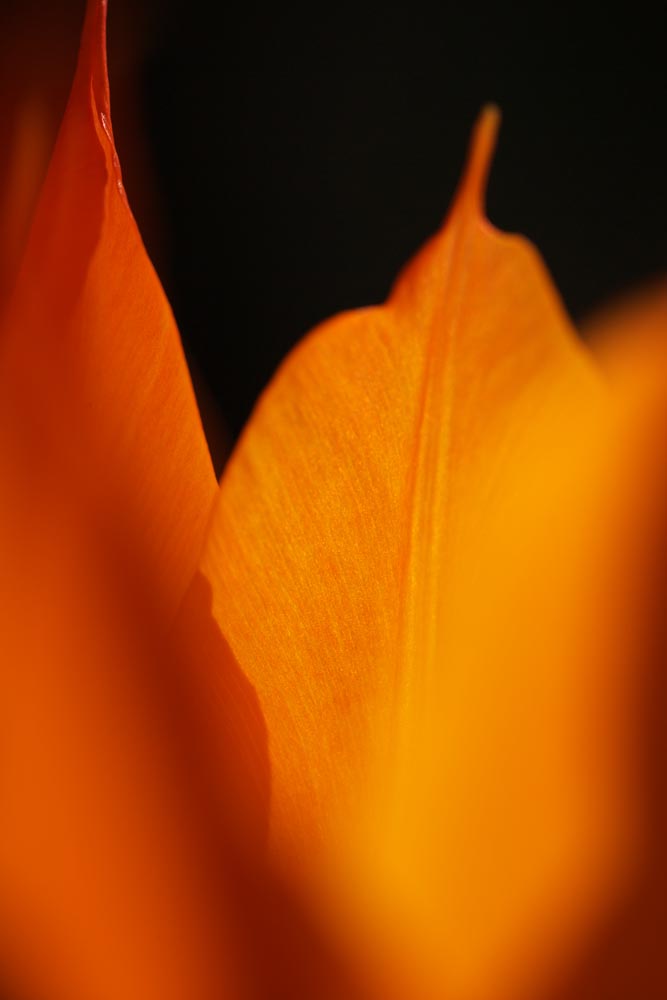 Foto, materieel, vrij, landschap, schilderstuk, bevoorraden foto,Het is vlam in de voorjaar, , Tulp, Kroonblad, In het voorjaar