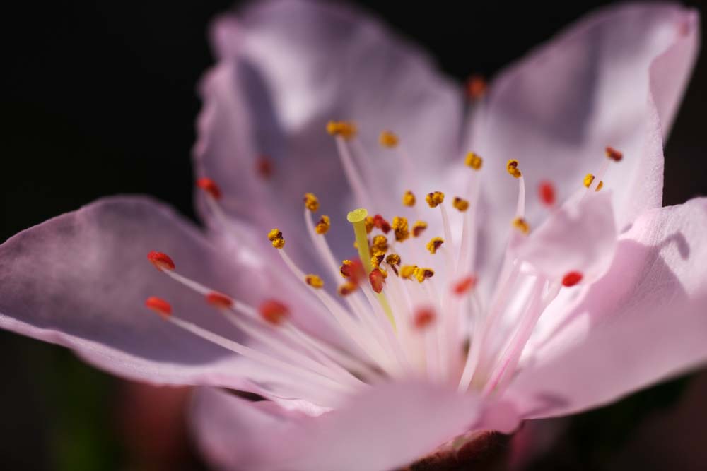 Foto, materieel, vrij, landschap, schilderstuk, bevoorraden foto,Rose diep aanademing, Perzik, , , Bloem