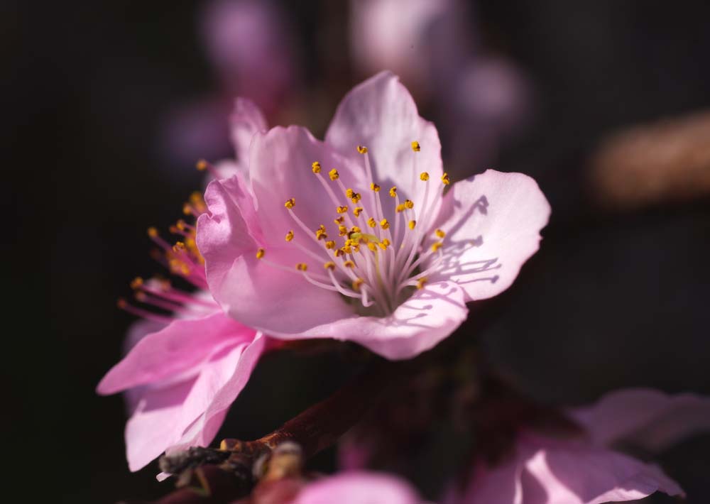 foto,tela,gratis,paisaje,fotografa,idea,Flor de durazno, Durazno, , , Flor