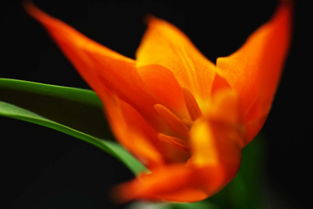 Foto, materieel, vrij, landschap, schilderstuk, bevoorraden foto,Smoorhi vermilion, , Tulp, Kroonblad, In het voorjaar