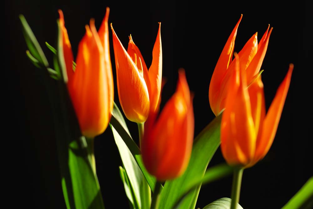 , , , , ,  .,, , tulip, petal, 