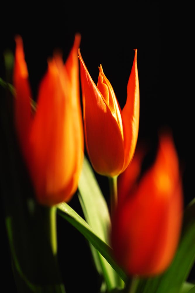 Foto, materieel, vrij, landschap, schilderstuk, bevoorraden foto,Zomer, , Tulp, Kroonblad, In het voorjaar